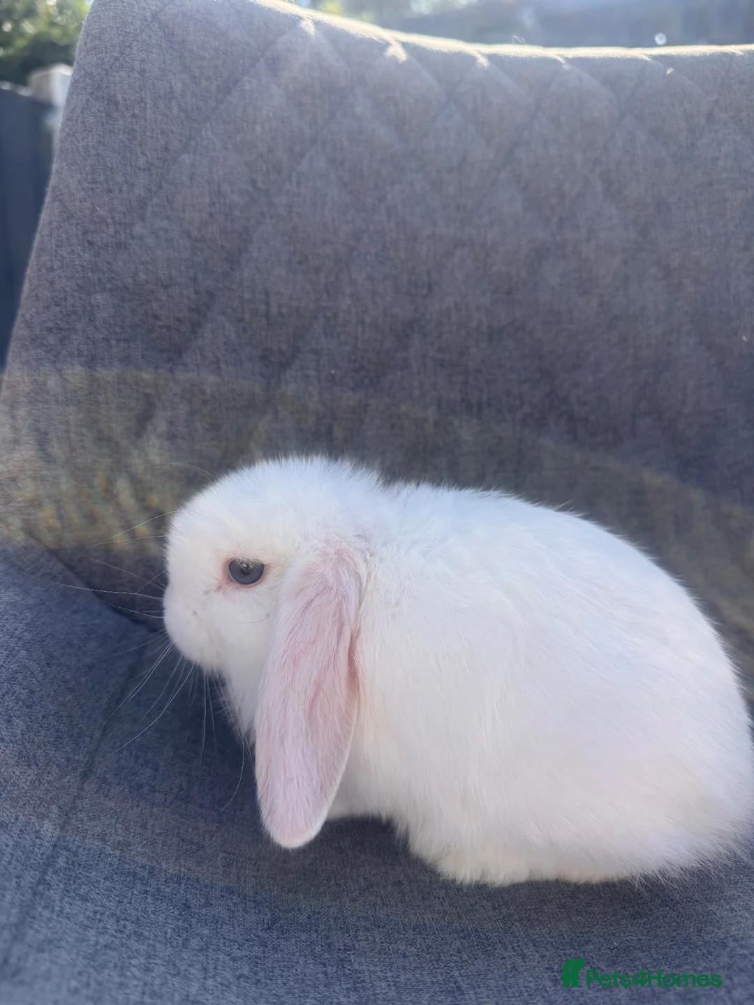 Mini Lop rabbits for sale: Pure bred mini lop bunnies  - Advert 1