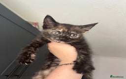 Mixed Breed cats for sale: Beautiful kittens for sale - Image 11