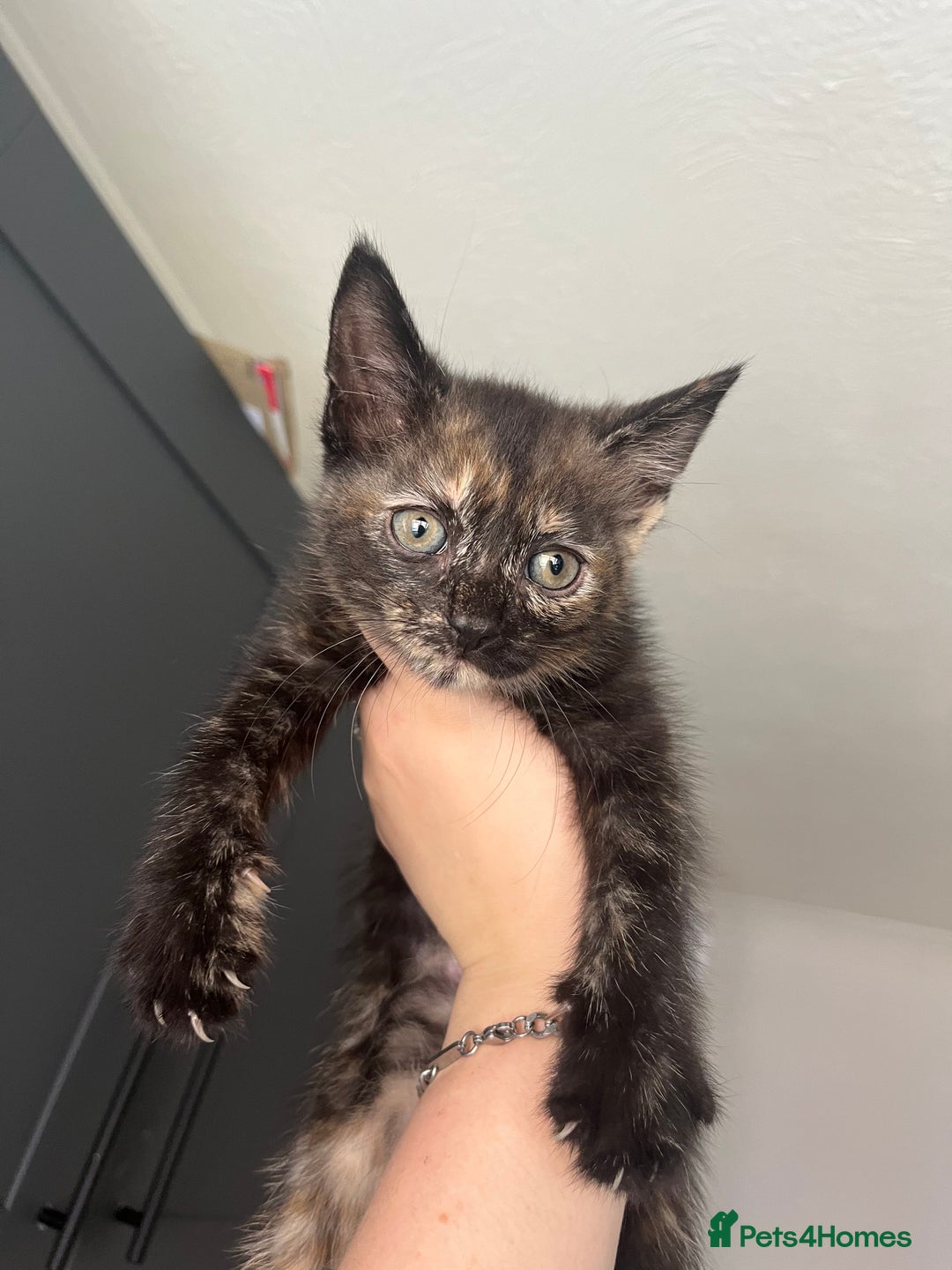 Mixed Breed cats for sale: Beautiful kittens for sale - Image 11