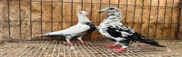 Pigeons birds for sale: TIGER GRIZZLED RACING PIGEONS FOR SALE - Advert 1