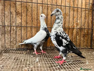 Pigeons birds TIGER GRIZZLED RACING PIGEONS FOR SALE - Advert 1