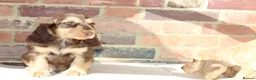 Cocker Spaniel dogs for sale: Kennel Club Registered Show Type Cocker puppies - Advert 26