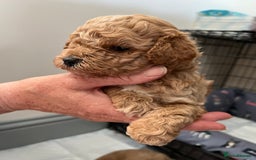Poochon dogs for sale: 1 female 1 male Poochon puppy.  - Image 12