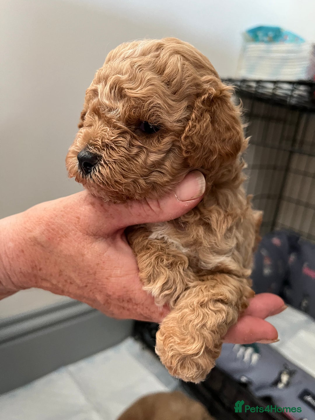 Poochon dogs for sale: 1 female 1 male Poochon puppy.  - Image 12