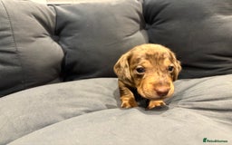 Dachshund dogs for sale: Dachshund puppies for sale  - Image 16