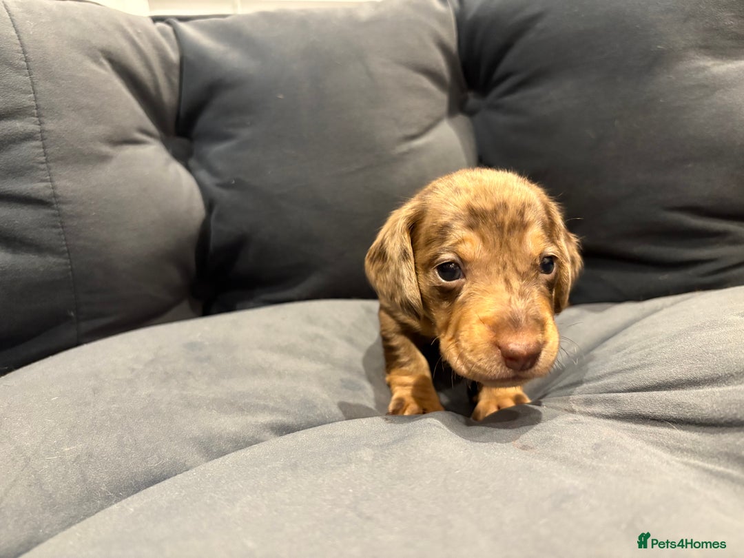 Dachshund dogs for sale: Dachshund puppies for sale  - Image 16