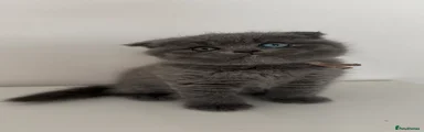 Pip - pink collar