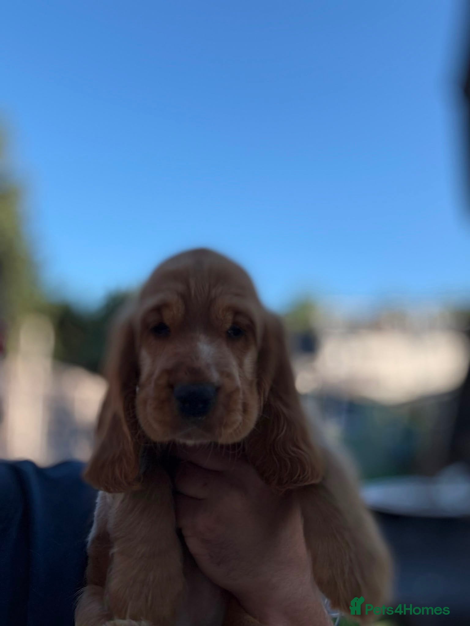 Cocker Spaniel dogs 🌟🌟🌟Beautiful English Gold Show Cocker Spaniel  - Advert 1
