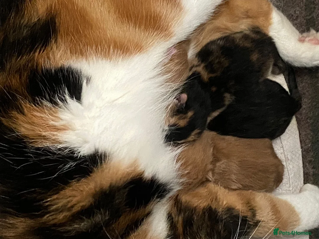 Mixed Breed cats for sale: Gorgeous Kittens with Wonderful Personalities - Advert 24