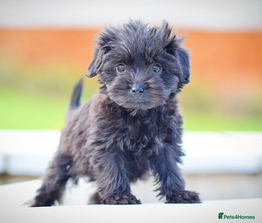 Mixed Breed dogs for sale: Council approved 5⭐️Rated Licensed Registered  - Advert 9