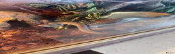 Rat Snake reptiles for sale: 14 month unsexed vietnamese blue beauty rat snake - Advert 5