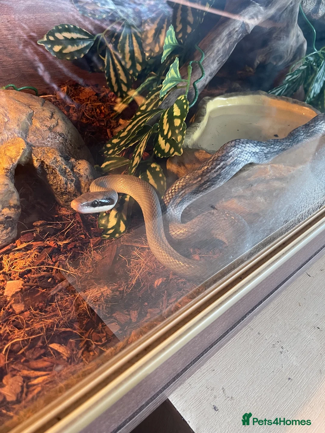 Rat Snake reptiles for sale: 14 month unsexed vietnamese blue beauty rat snake - Advert 5