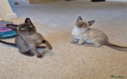 Burmese cats for sale: Gorgeous Pedigree Female Burmese Kittens - Image 1