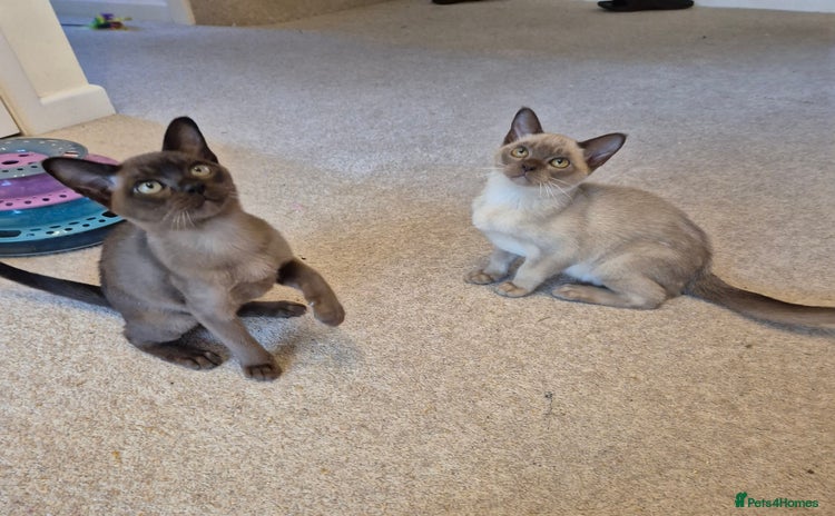 Burmese cats - Advert 1