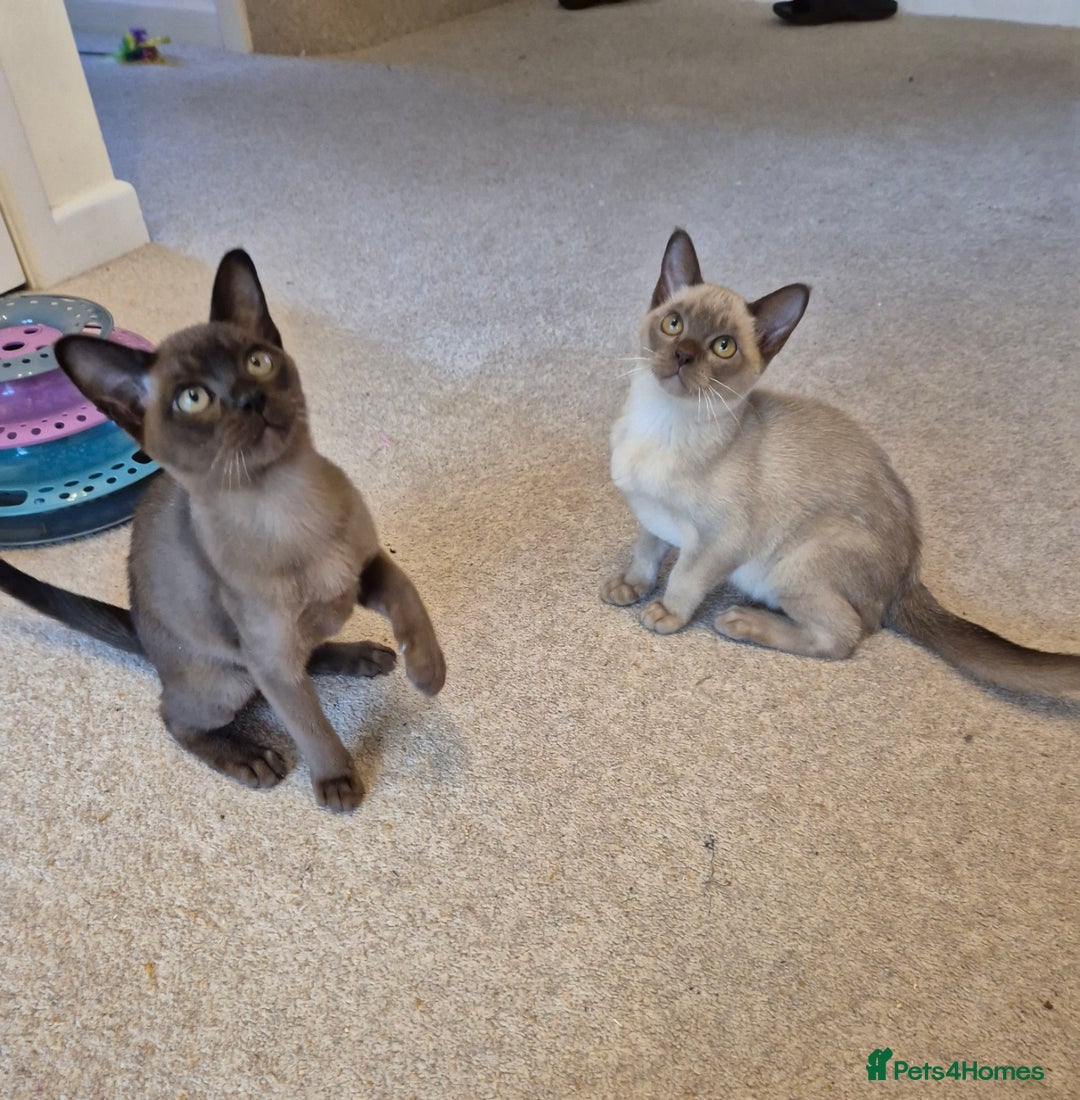 Burmese cats for sale: Gorgeous Pedigree Female Burmese Kittens - Image 1