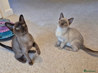 Burmese cats - Advert 1