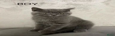 British Shorthair 1