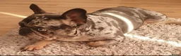 French Bulldog dogs for sale: Blue merle Princess dede  - Advert 3