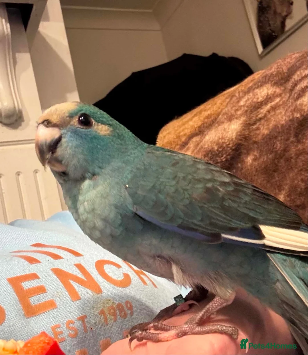 Parakeets birds for sale: Kakarikis ready for new homes  in Middlesbrough - Advert 5
