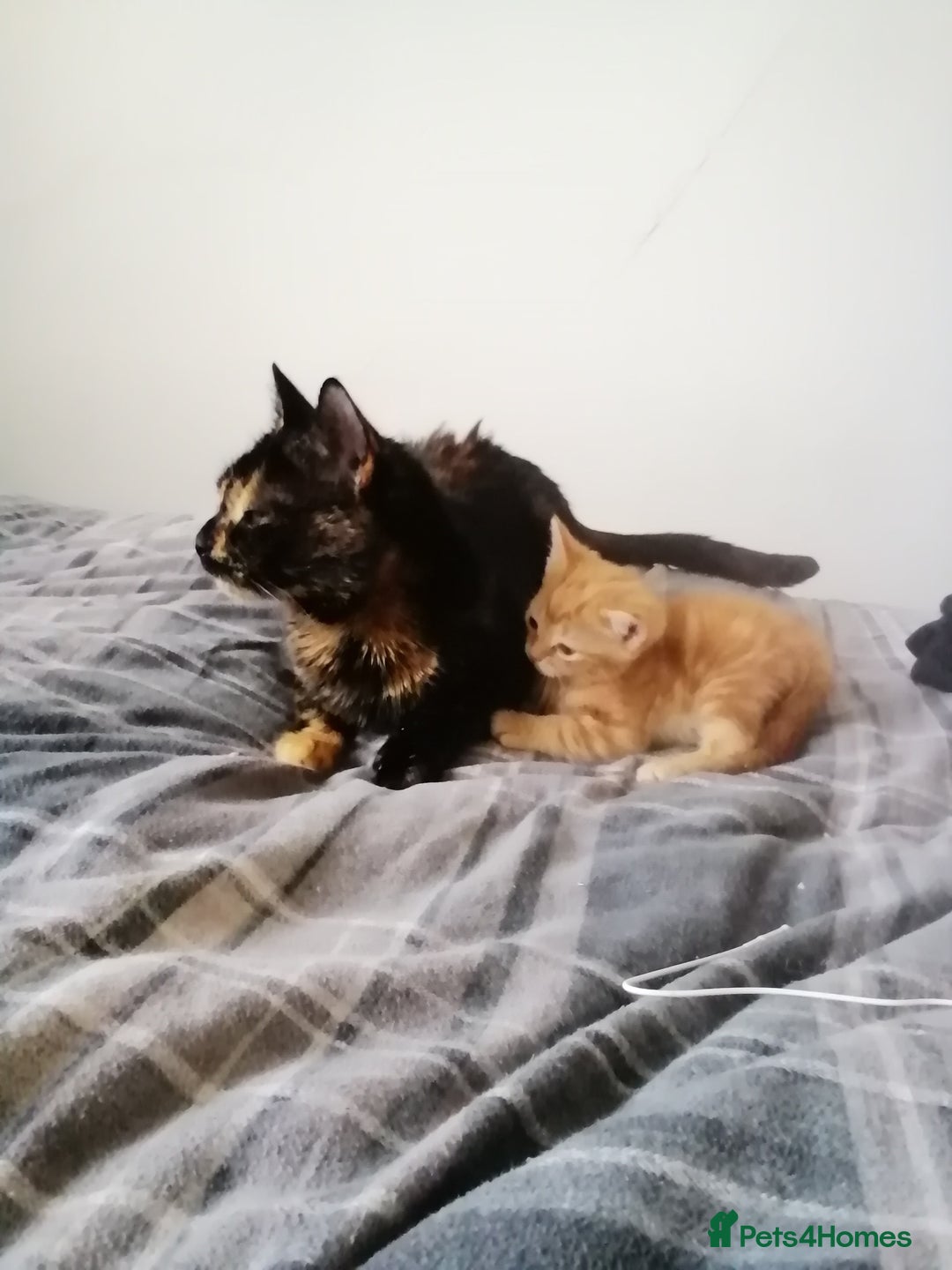Mixed Breed cats for sale: 2 kittens male and female - Advert 9