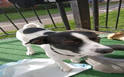 Mixed Breed dogs for sale: Jack Russell x spaniel - Image 1