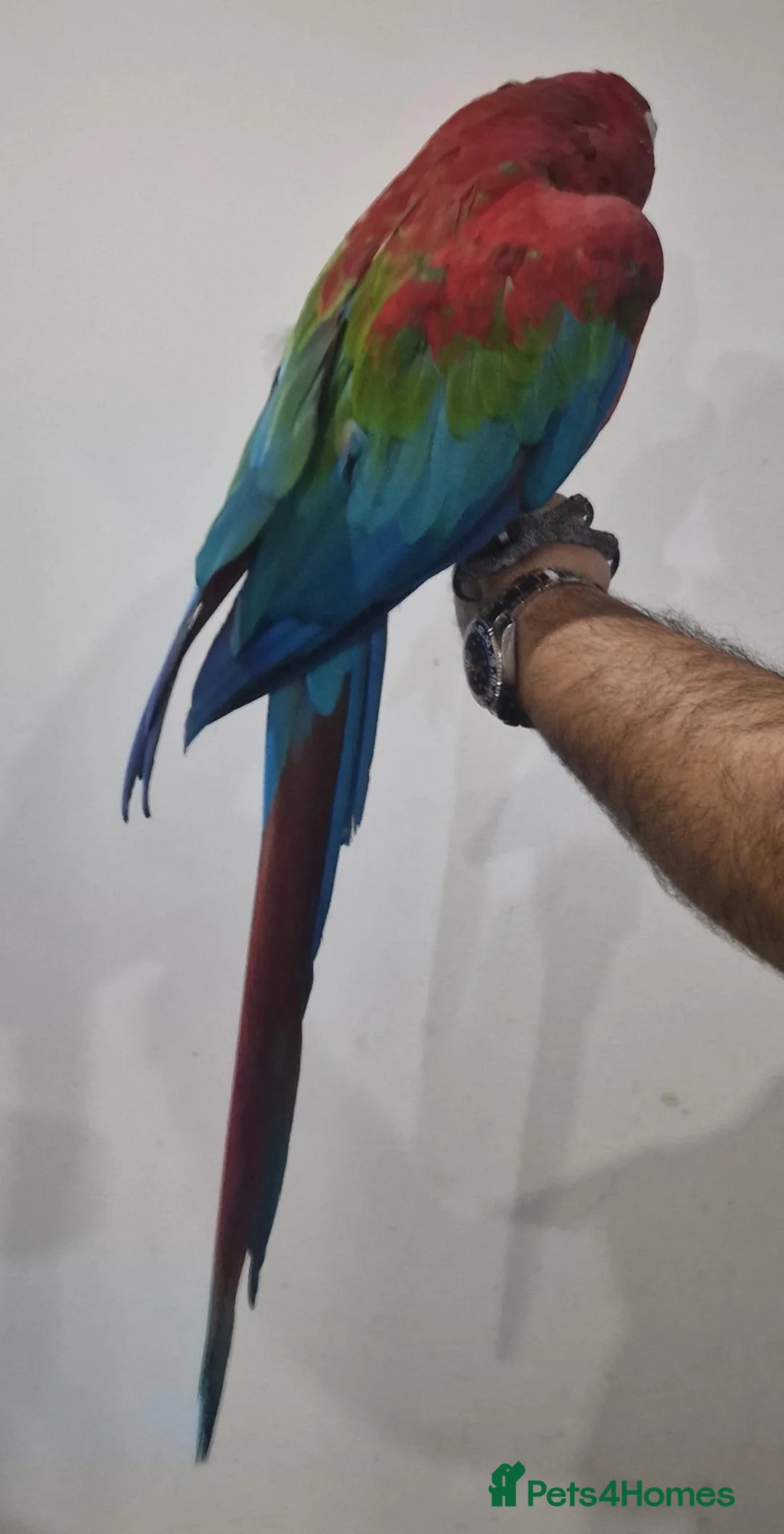 Budgerigars birds for sale: Tame Greenwing Macaw - Advert 2