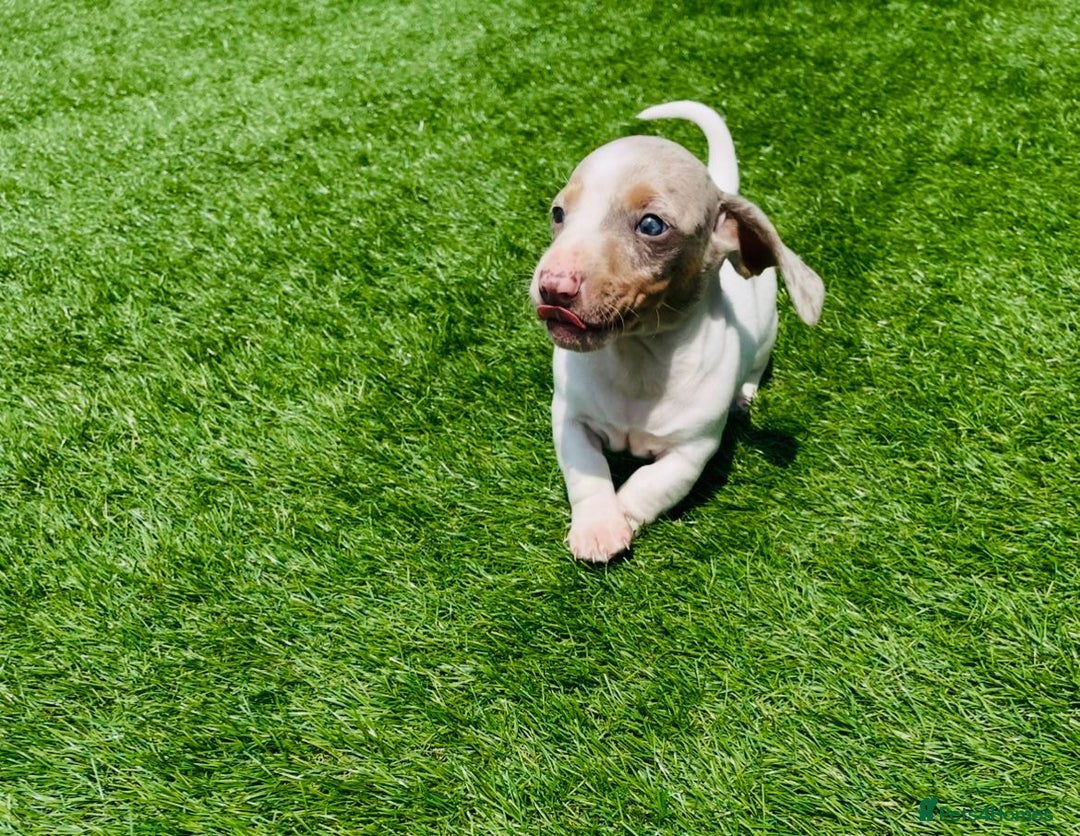 Miniature Dachshund dogs for sale: Lilac pied dachshund puppy - Image 7