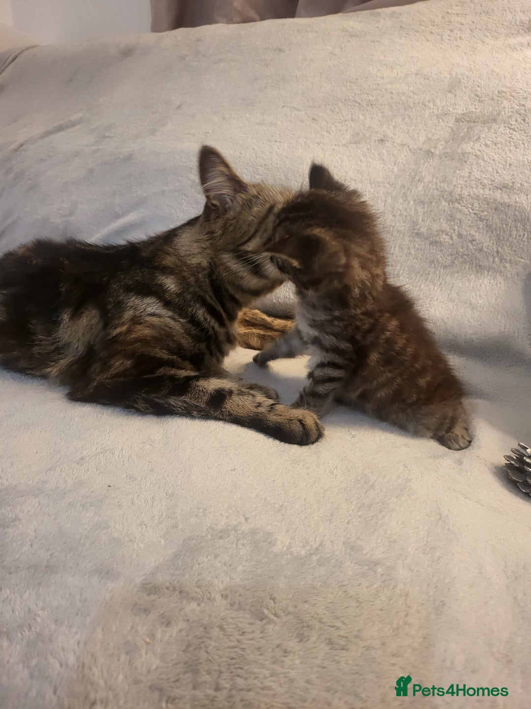 Siberian cats for sale: Sweet Little Princess Is Looking for a Loving Home - Advert 3