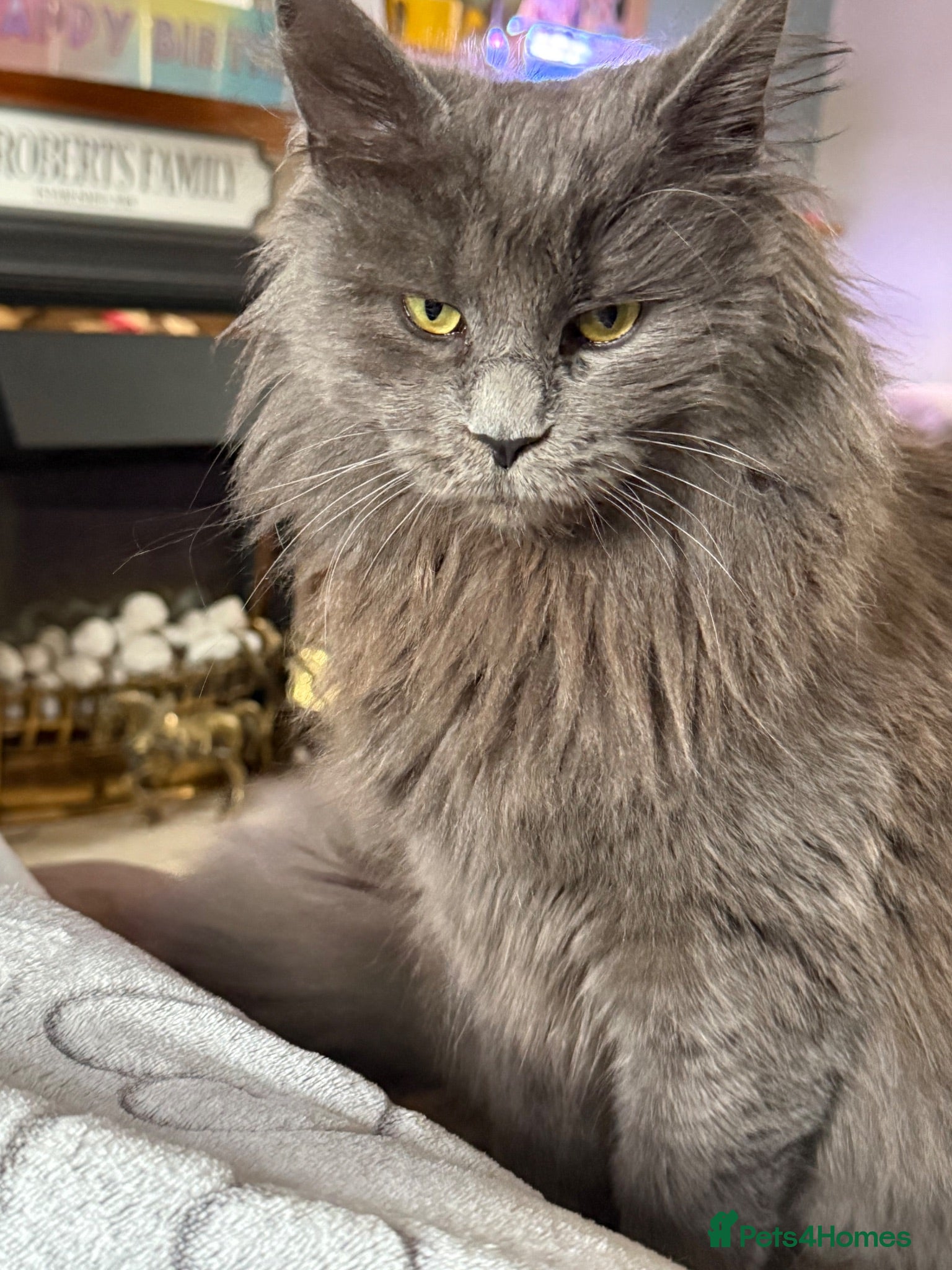 Mixed Breed cats Two beautiful half Maine Coon kittens - Advert 12