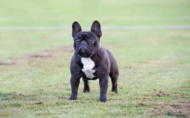 French Bulldog dogs - Advert 3