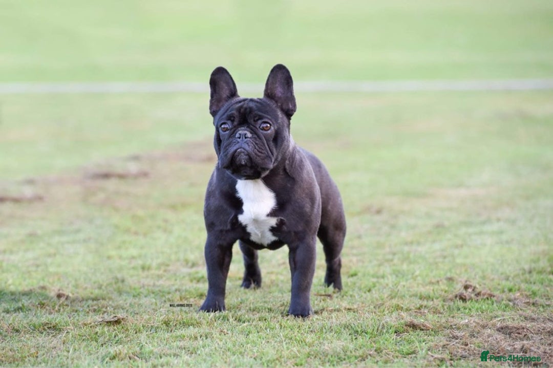 French Bulldog dogs for stud: 🏆 Proven Brindle French Bulldog Stud Available 🏆 - Image 1