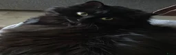 Mixed Breed cats for sale: Munch - Advert 3