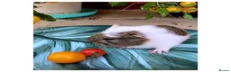 Guinea Pig rodents for sale: Baby Guinea Pigs for Sale! in Castleford - Advert 13