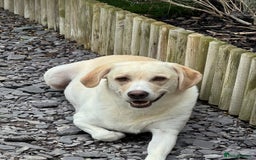 Labrador Retriever dogs for sale: Stunning KC Reg Yellow Labrador Puppies - Image 2