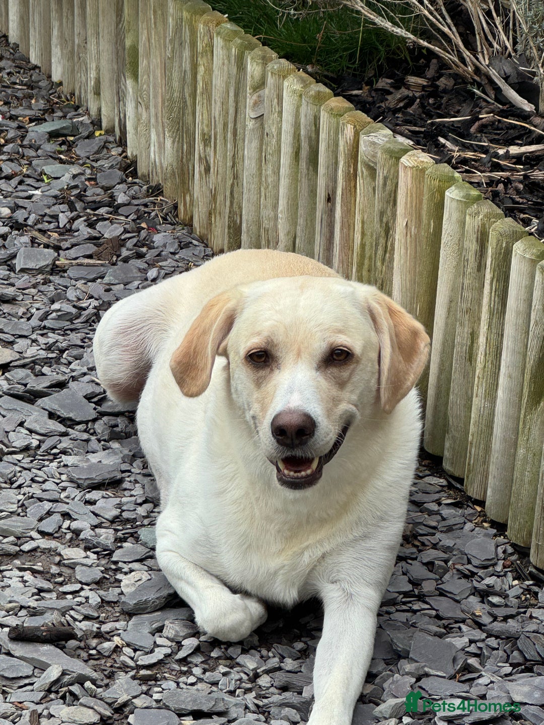 Labrador Retriever dogs for sale: Stunning KC Reg Yellow Labrador Puppies - Image 2