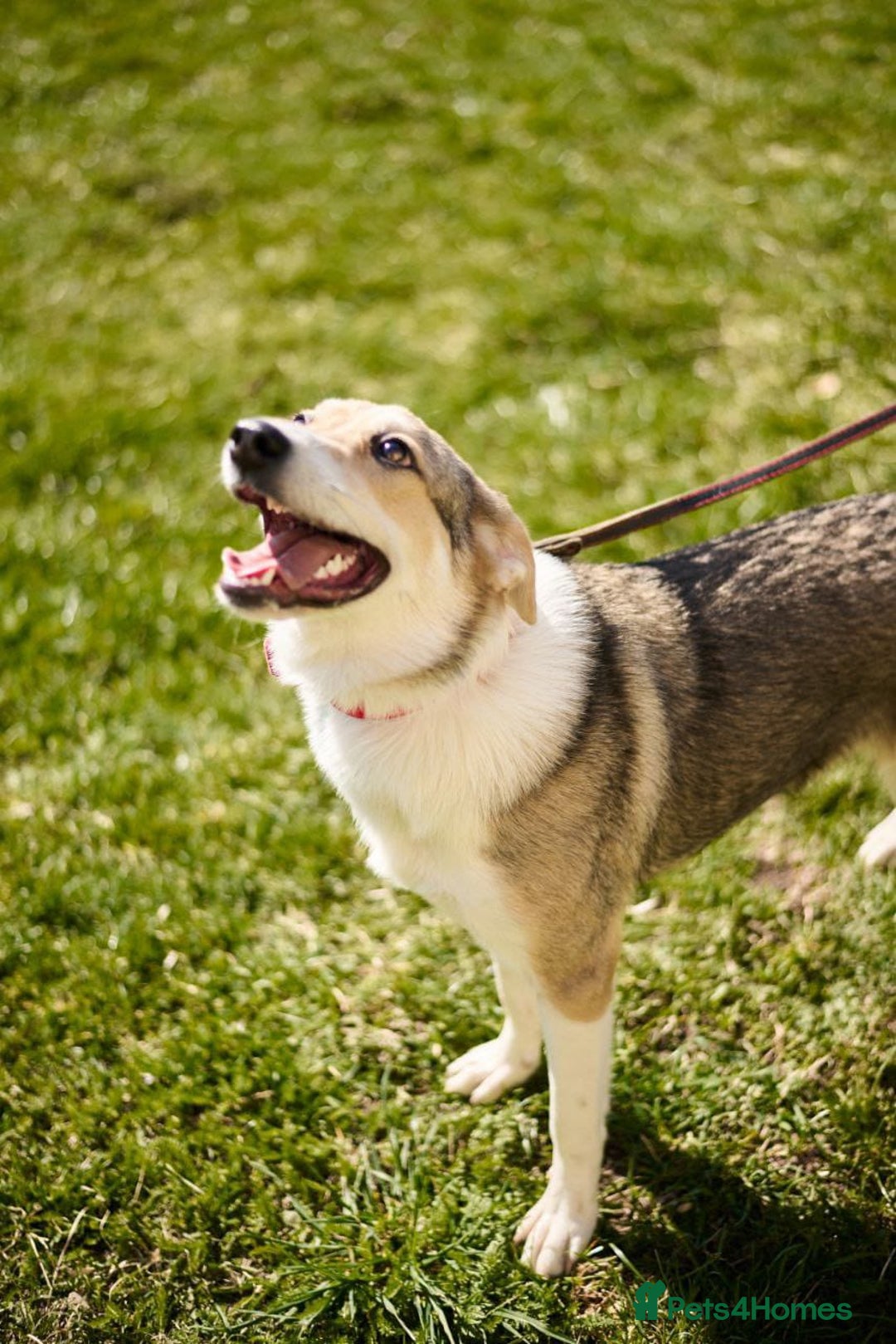 Mixed Breed dogs for adoption: 💖🐶 NINA 🐶💖 - Image 15