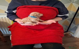 Cockapoo dogs for sale: 5 Cockapoo puppies 3 girls 2 boys  - Image 5