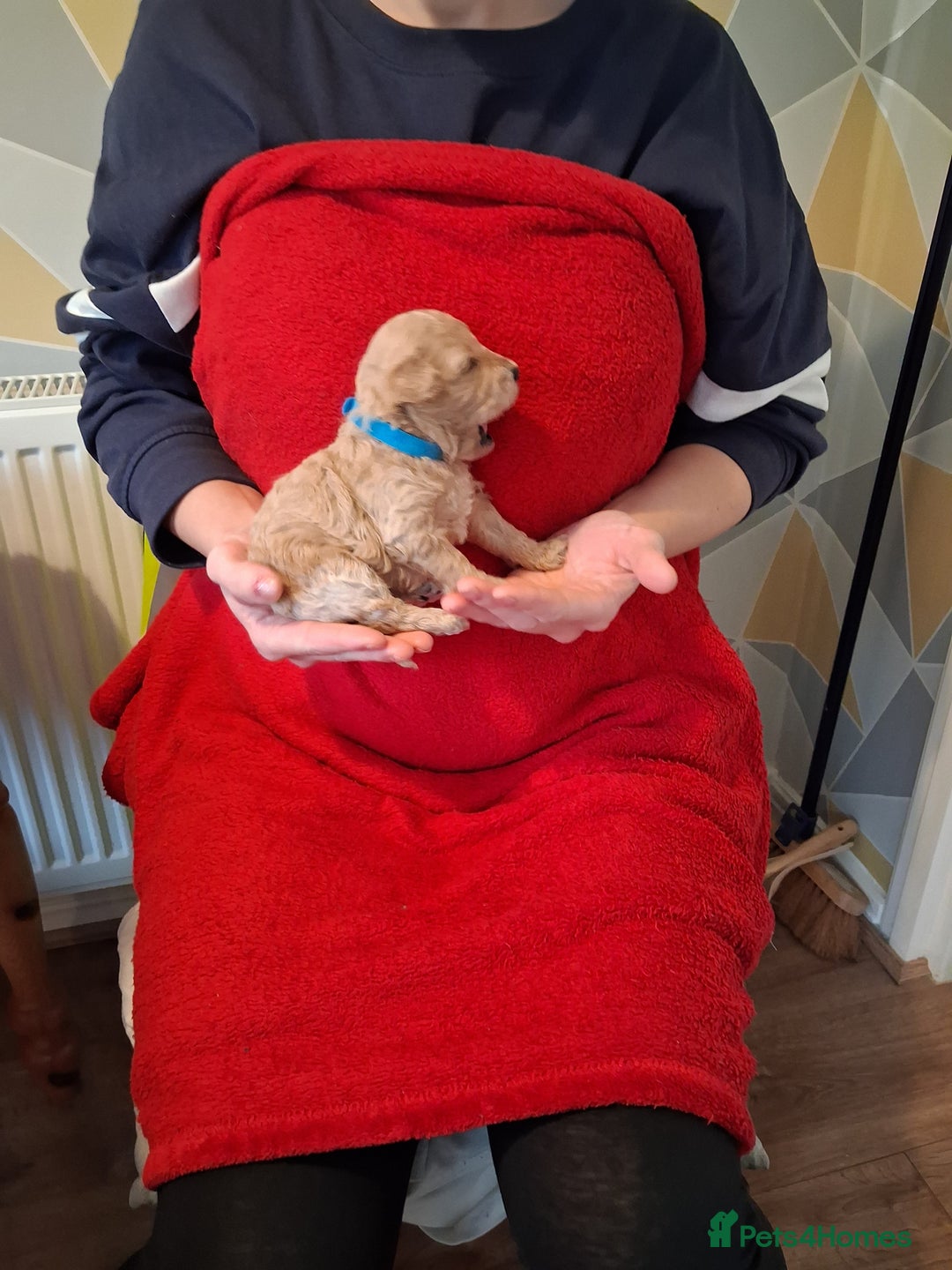 Cockapoo dogs for sale: 5 Cockapoo puppies 3 girls 2 boys  - Image 5