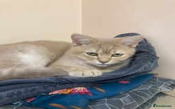 British Shorthair cats for sale: Loving British short hair and tabby cats - Image 4