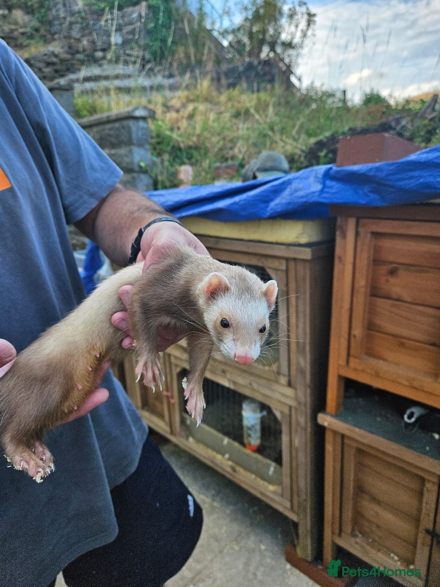 Ferret rodents Ferret kits Cinnamons + cinnamon mix - Advert 12