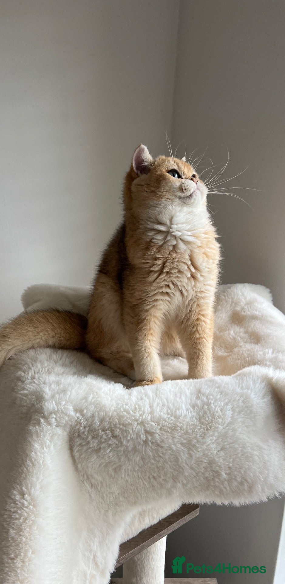 British Shorthair cats 6 Month Ny12 Golden BSH Boy from European Parents - Advert 1