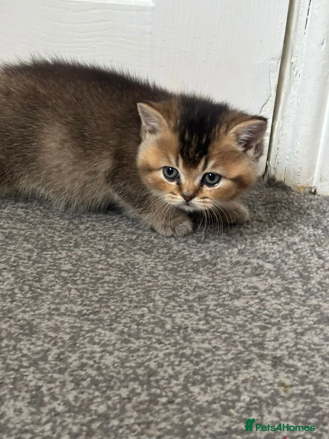 Scottish Fold cats for sale: Scottish Fold kittens - Advert 13