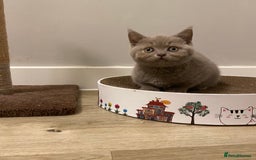 British Shorthair cats for sale: ✨beautiful lilac male British shorthair kitten✨ - Image 3