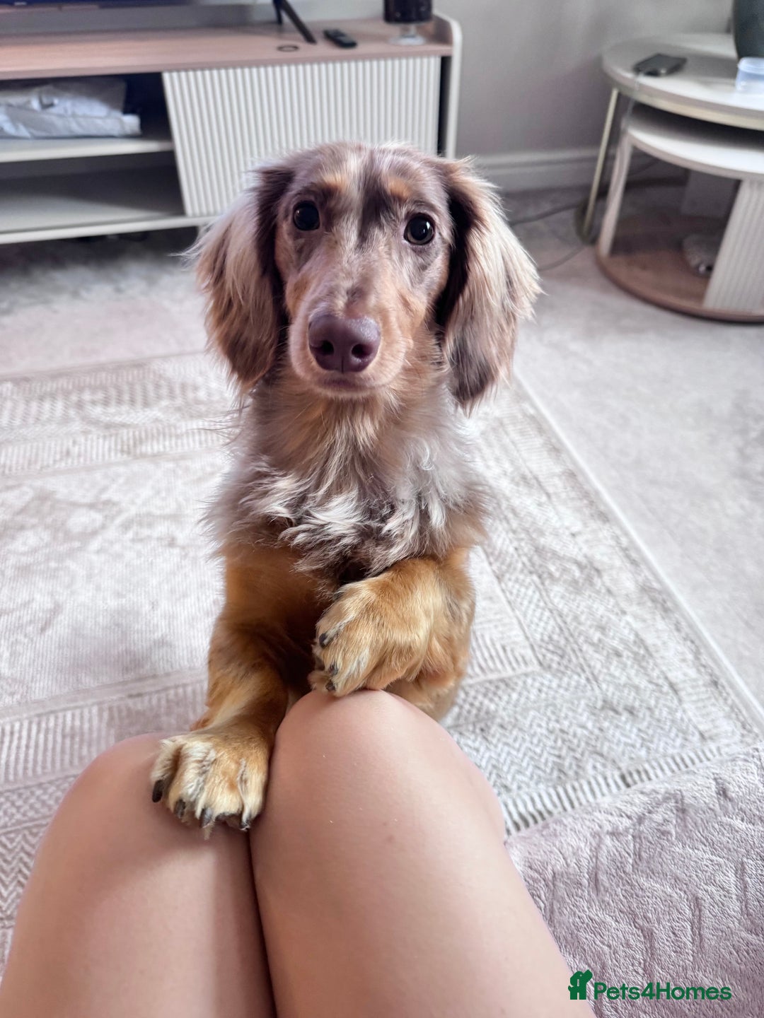 Dachshund dogs for stud: Chocolate Dapple Long-Haired Dachshund stud - Image 12
