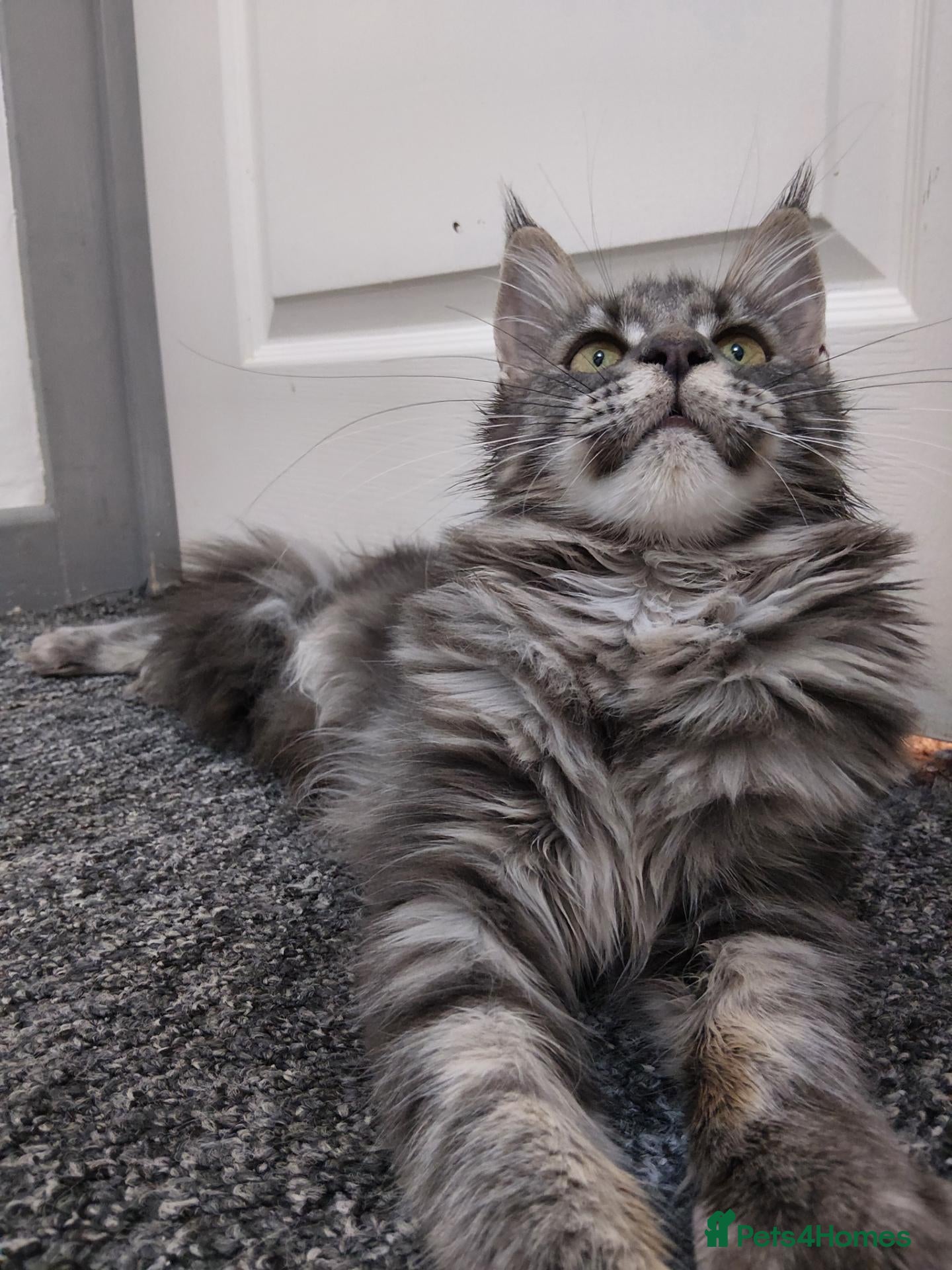 Maine Coon cats READY FOR COLLECTION  TICA registered kittens - Advert 12