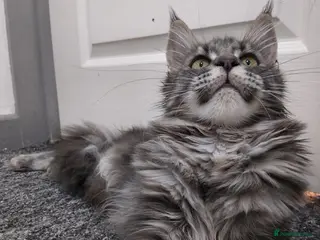 Maine Coon cats READY FOR COLLECTION TICA registered kittens - Advert 12
