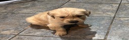 Golden Retriever dogs for sale: Two Boy puppies for sale - Advert 2
