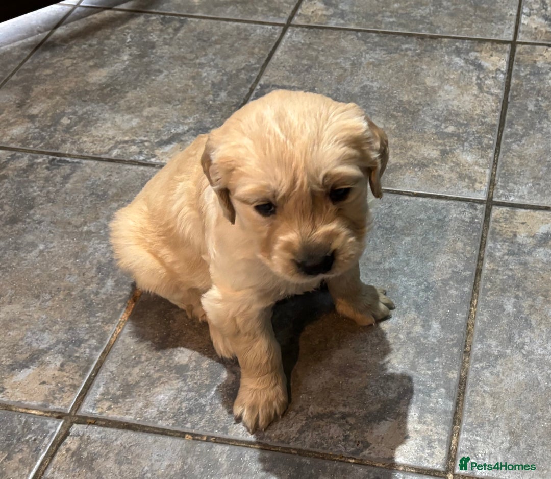 Golden Retriever dogs for sale: Two Boy puppies for sale - Advert 2