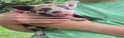 Pig livestock for sale: Stunning kune kune friendly pet piglets - Advert 24