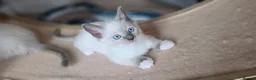 Ragdoll cats for sale: Ragdoll kittens 💉🩺 vaccinated & microchipped - Advert 22
